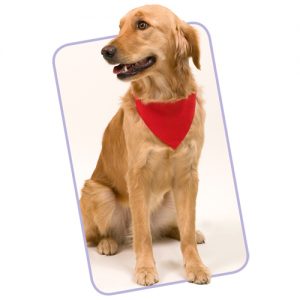 Colar Bandana Roco